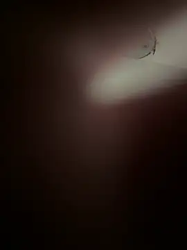 Živá chatovací místnost brittney099