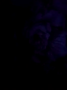חדר צ'אט בשידור חי של Kitoorh
