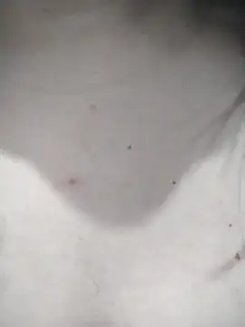 kBossgirls Adlı Modelin Canlı Sohbet Odası