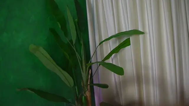 Chat ao vivo de FoxieJullia