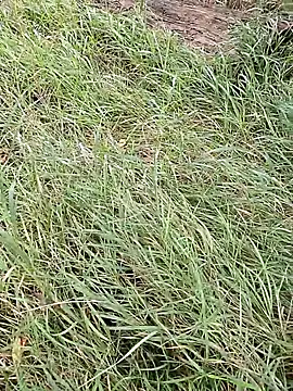 Živá chatovací místnost Cheekclappa728