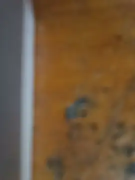 Živá chatovací místnost SillyRabbitz