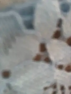 Chat ao vivo de Rachellcooperrr