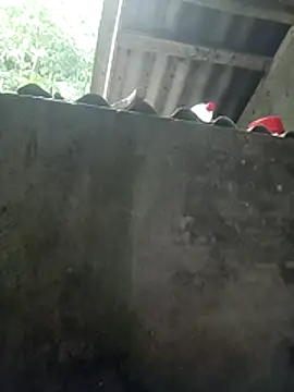 Sala de chat en directo de Ruaiuoi