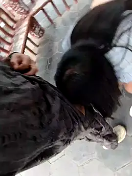 Pokazy przed seks kamerką na żywo – shaoshao-7758