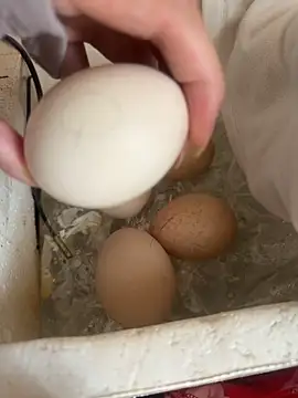 غرفة دردشة AZ37866 المباشرة