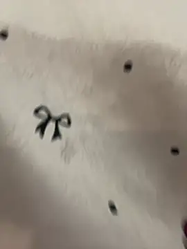 Velerie Cameră chat live