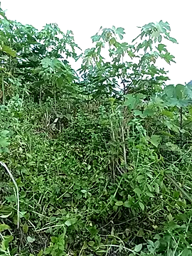 doggy-00 লাইভ চ্যাট রুম