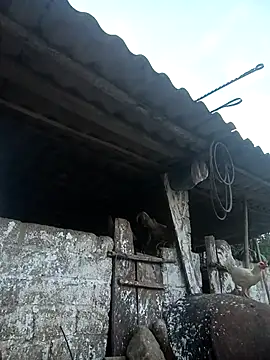 nangmo Cameră chat live