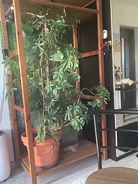 Sala de chat ao vivo de MiraStoorm