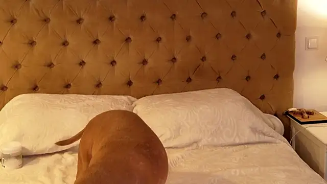 Angelinna_xo Cameră chat live