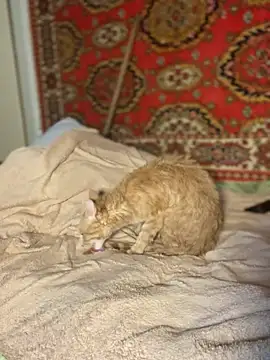 Nenssy555 Cameră chat live