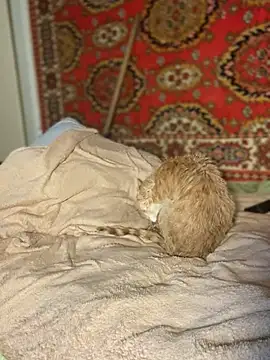 Živá chatovací místnost Nenssy555