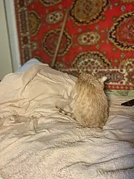 Nenssy555 Cameră chat live