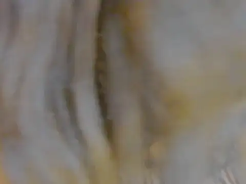 AnnieDesire 실시간 채팅방