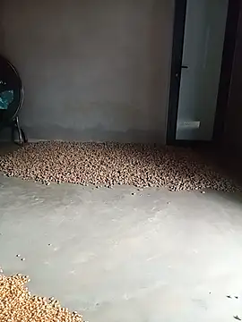 Živá chatovací místnost gogo-min