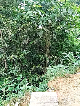gogo-min Ruang Obrolan Langsung