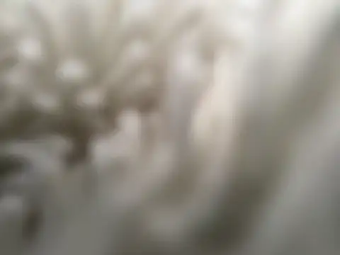 vampiralatina Live Chatraum