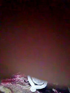 Chat ao vivo de Fay_love26