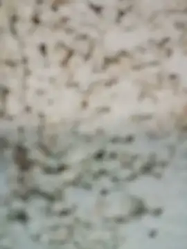Anusingh899 élő chatszobája