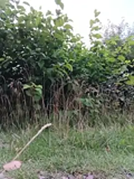 Emiles 即時聊天室