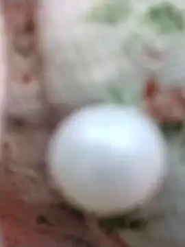 Sea-ice Cameră chat live