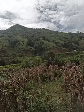 Beola-mi Live Chatraum