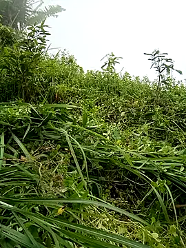 jenene99 Cameră chat live