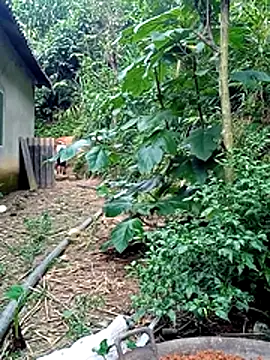 Bilik Sembang Langsung Bong_sexy