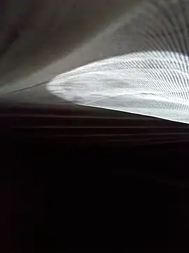 Kiki_sexyy: δωμάτιο απευθείας συνομιλίας