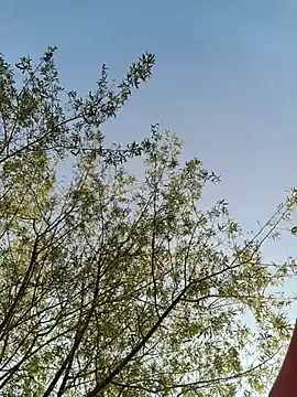 Rod_Gorilla Show di sesso, in cam, in diretta