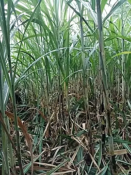 Bong_Hoa Ruang Obrolan Langsung