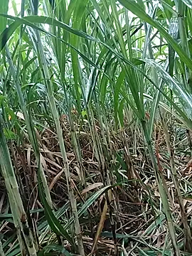 Bong_Hoa লাইভ চ্যাট রুম