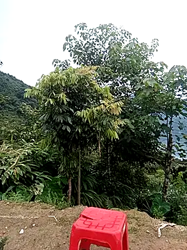 NyloveSquirt Live Chatrum