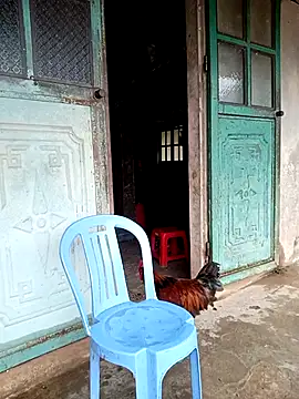 Bilik Sembang Langsung NyloveSquirt