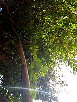 Melofcl লাইভ চ্যাট রুম