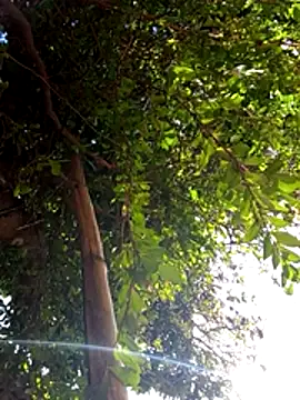 Phòng Chat Trực Tiếp Melofcl