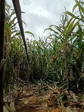 Chat ao vivo de Mai-lingg