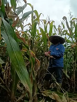Chat ao vivo de Mai-lingg