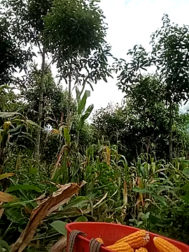 Mai-lingg Live Chatraum