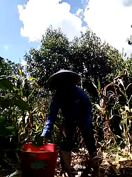Mai-lingg Ruang Obrolan Langsung