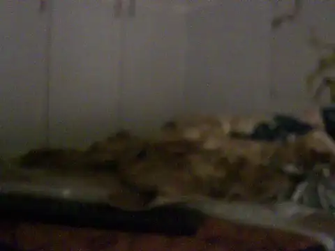 Živá chatovací místnost Sugarboobz08