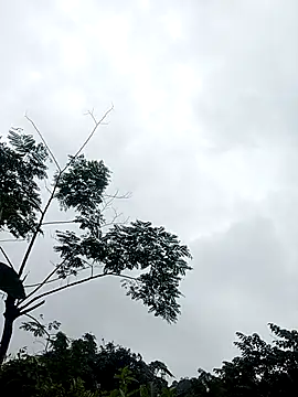 Bilik Sembang Langsung Ella_my
