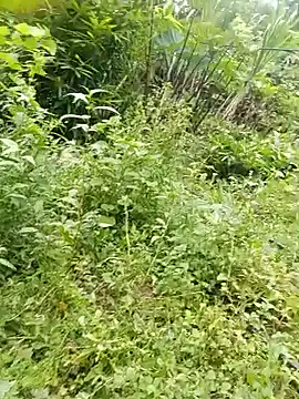 Bilik Sembang Langsung Ella_my