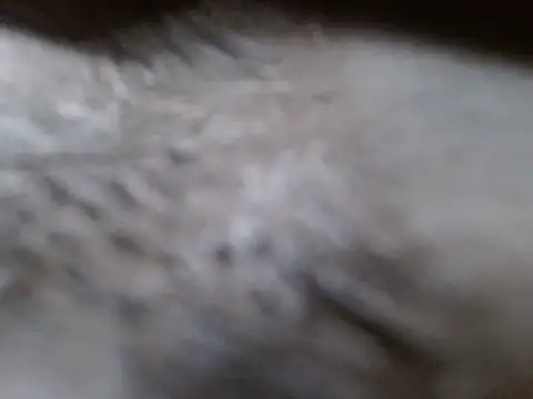 Browntatianah Cameră chat live