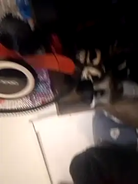 chocolate-juice Live Chatrum