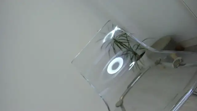 Sala de chat en directo de DiamondKay