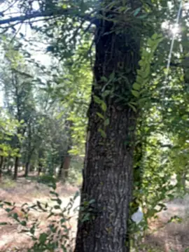 AnyElsaBb9801 чат на живо