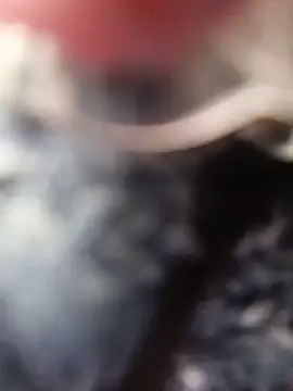 Sala de chat ao vivo de Dulce-miamilf