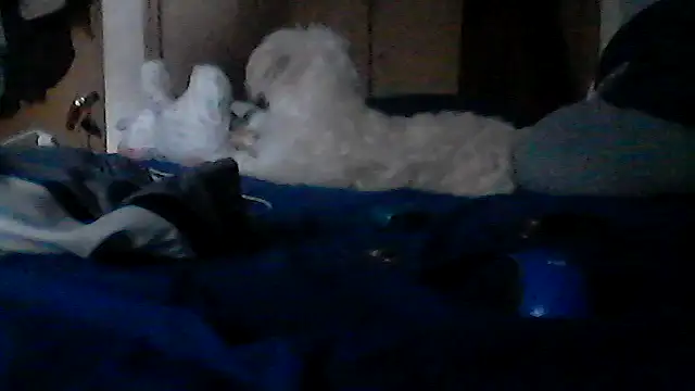 Silencio26's Live Sex Cam Show